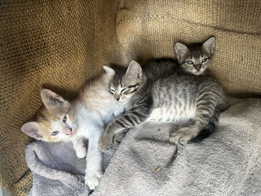 Gatos para oferecer