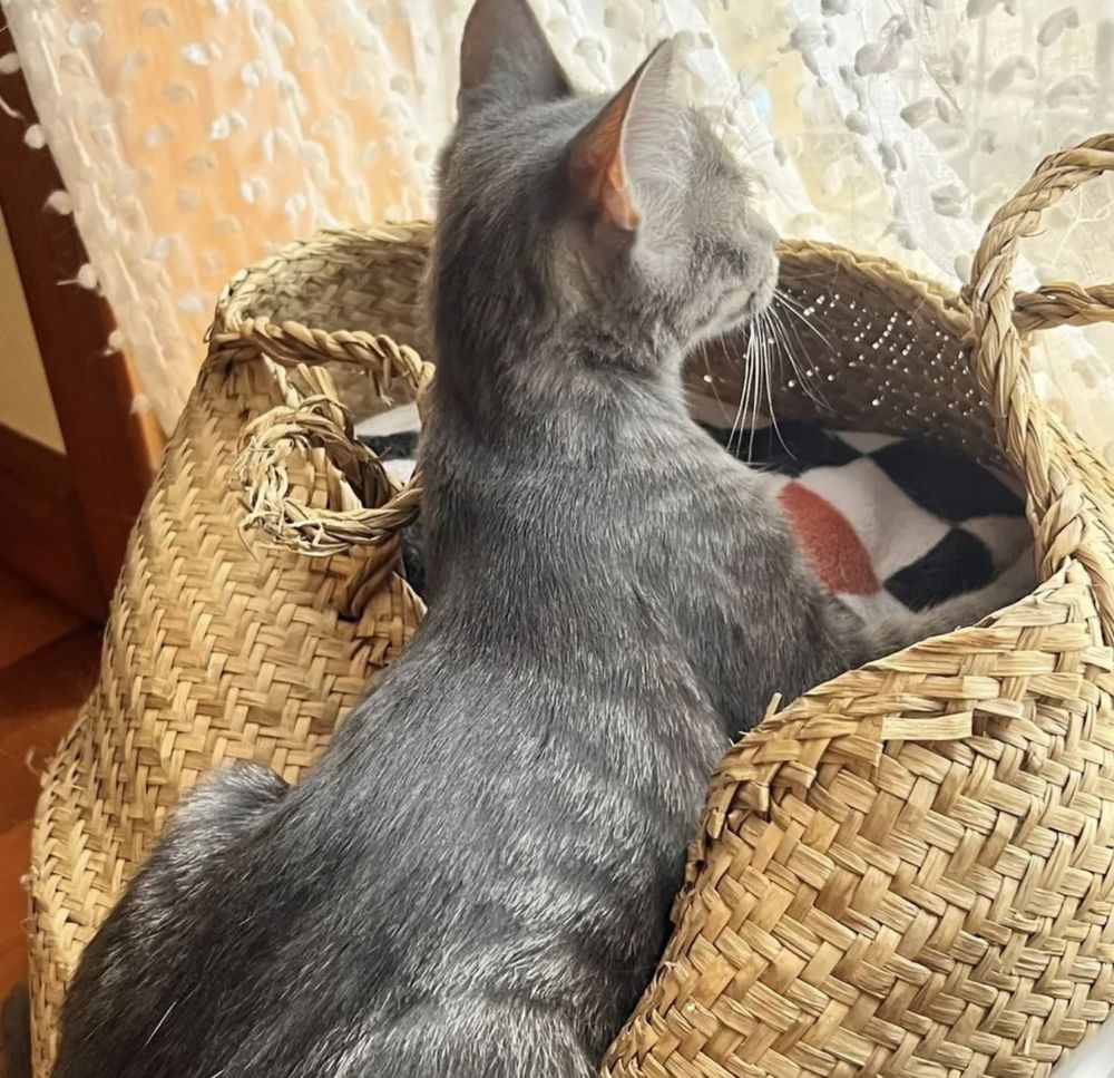 Gatinho com 4 meses para adoção resposável