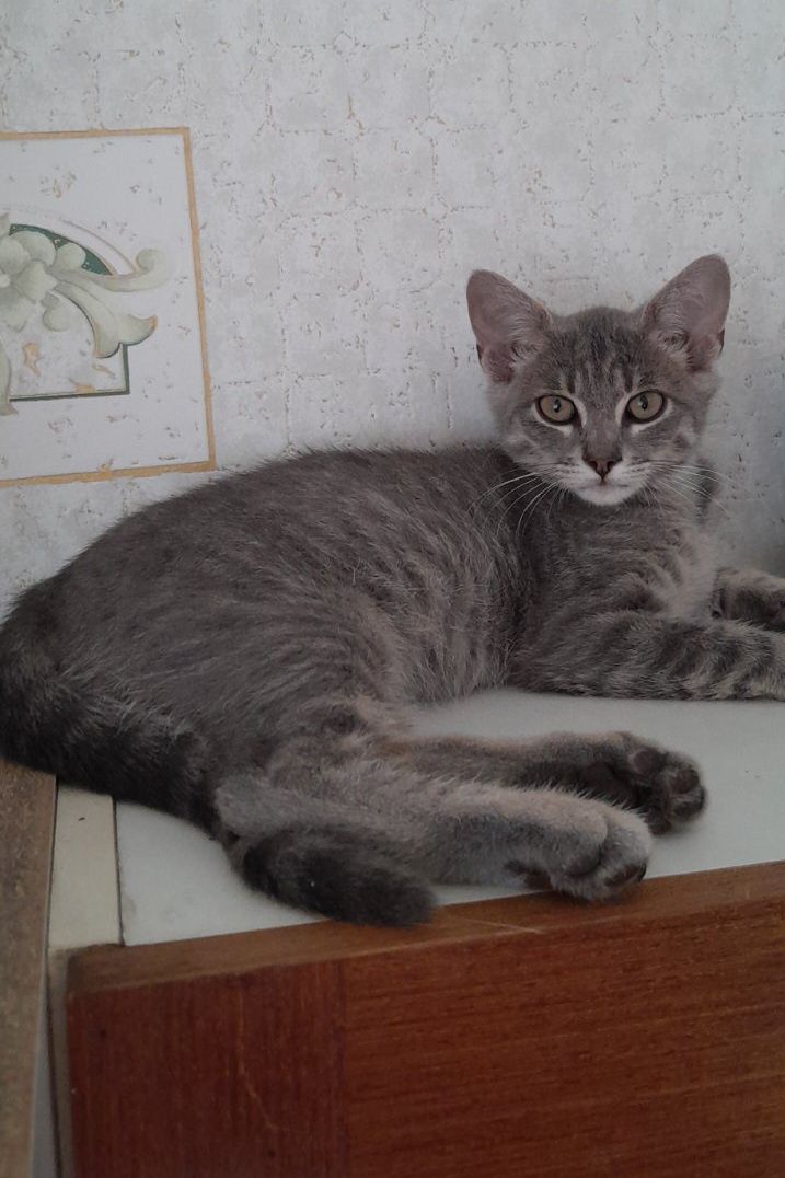 Маленький полосатый котёнок мальчик ищет дом! Котята! Отдам в хорошие