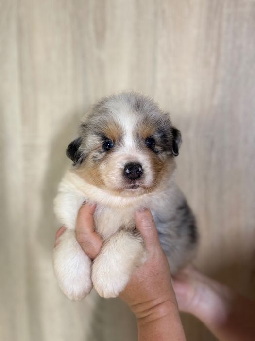 Owczarek australijski chlopiec blue merle aussie