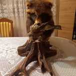Wypchany jenot preparowany