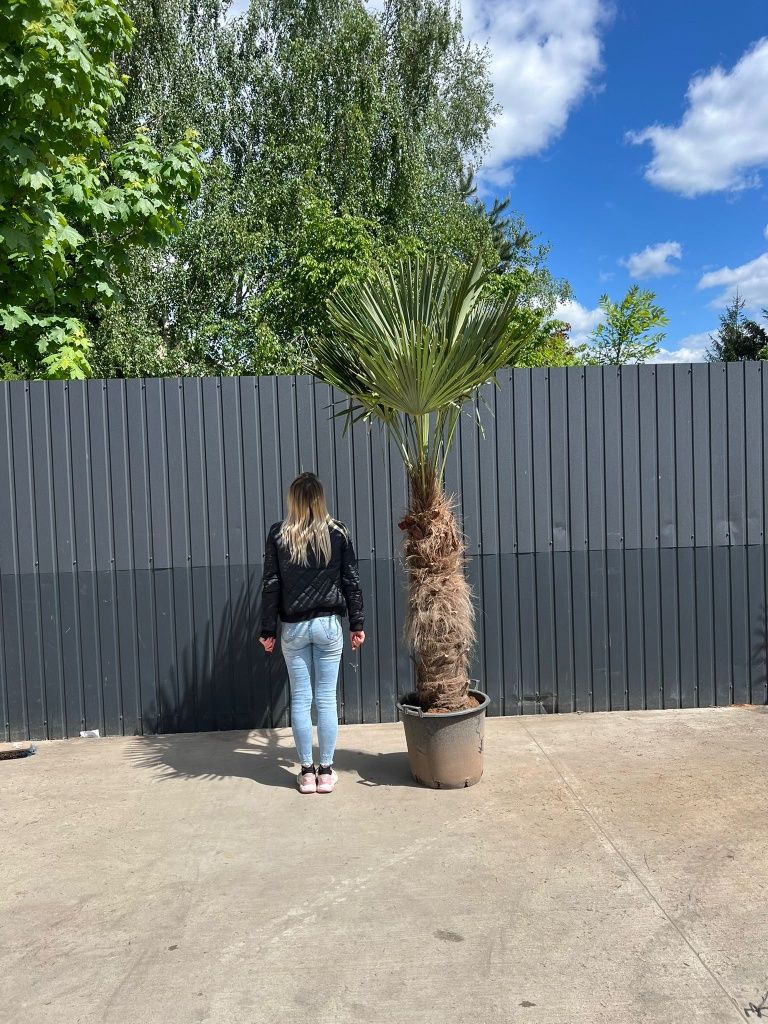 Trachycarpus Fortunei Mrozoodporna palma