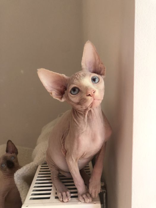 Котенок мальчик канадик