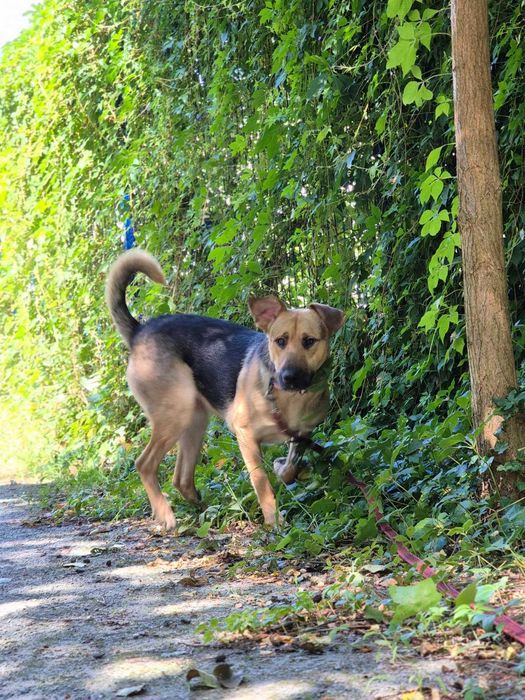 ALMO - szuka domu stałego