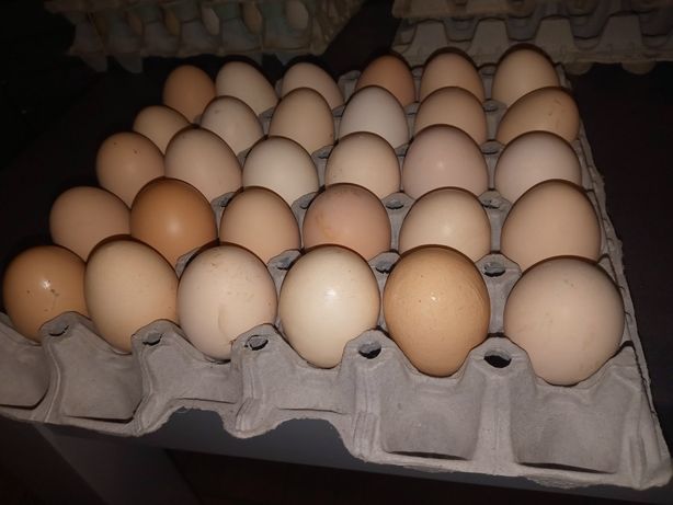 Jajka Wiejskie dostawa pod dom