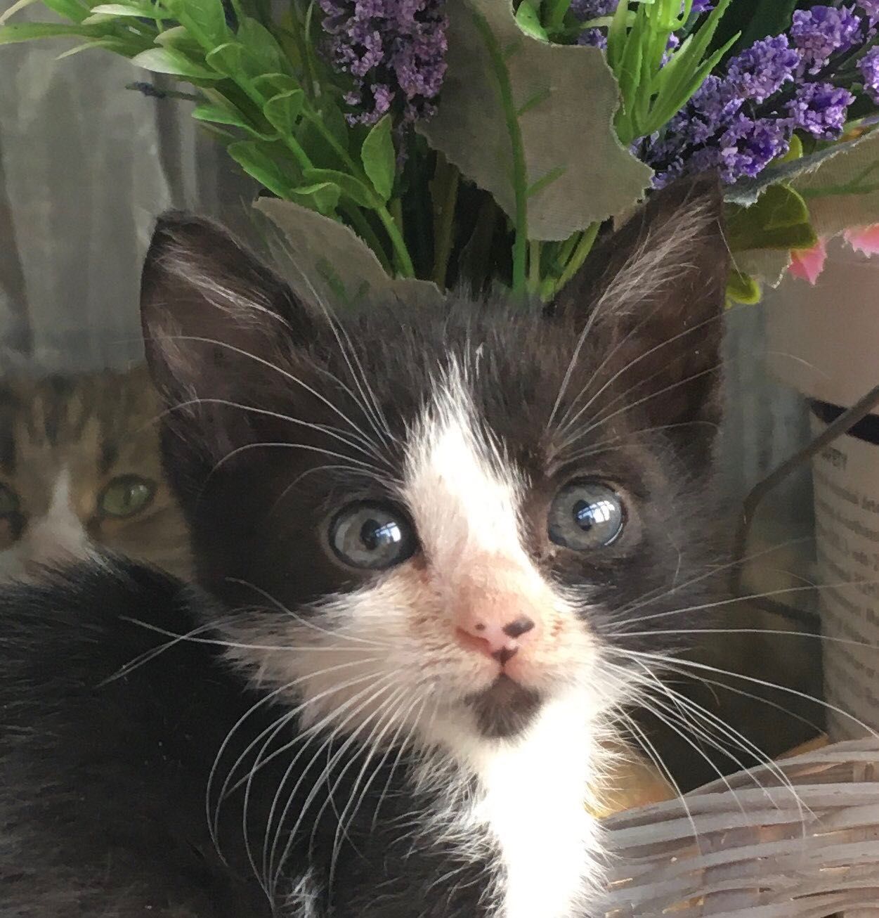 Котята Бесплатно. Котенок