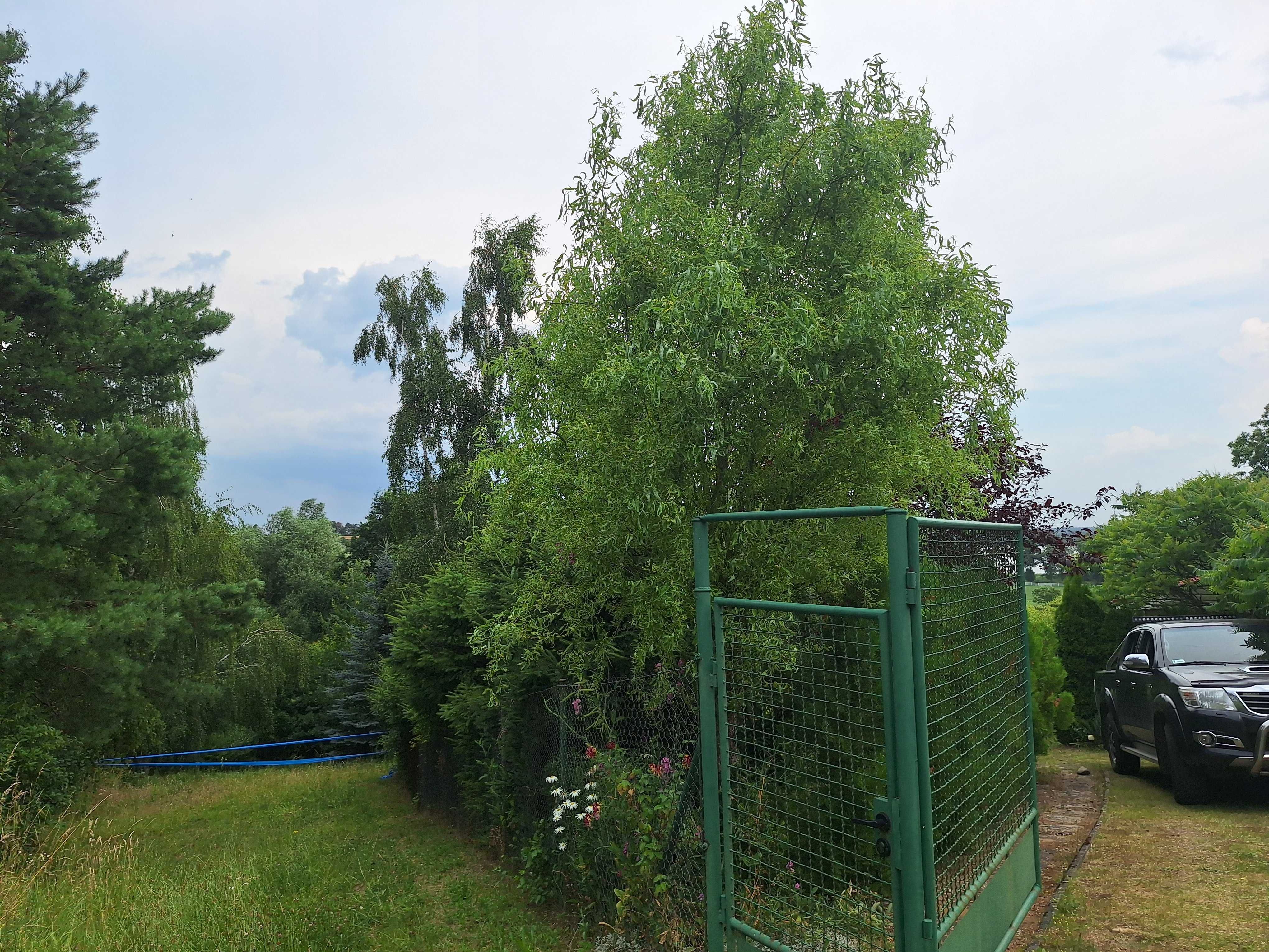 WYNAJEM DOMEK LETNISKOWY z dużą działką w Chrzypsku TANIO!! ( 5 OSÓB )