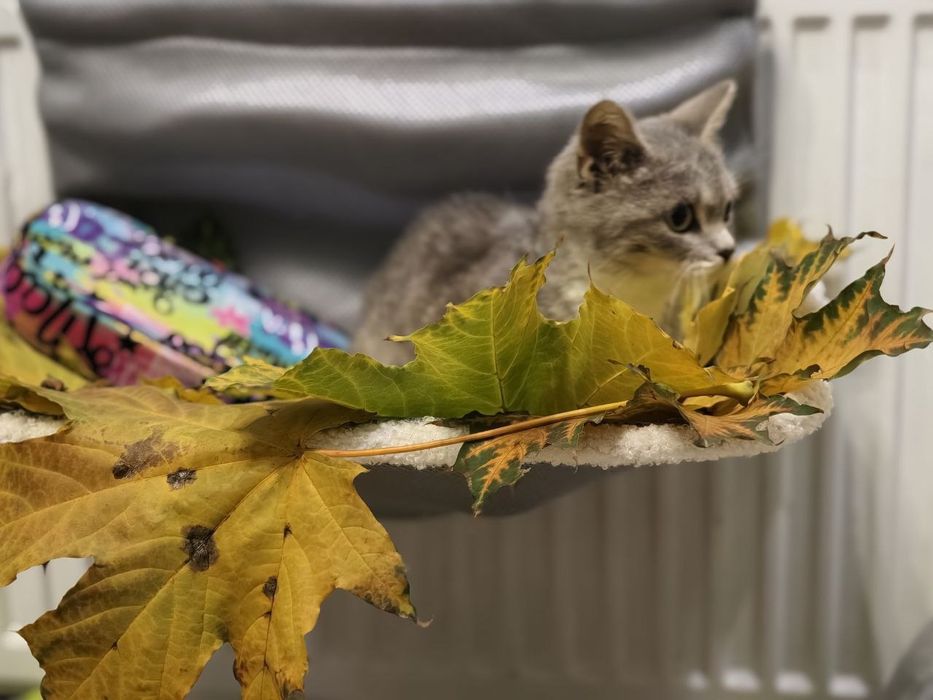 Кішечка, схожа на британочку шукає люблячий дім