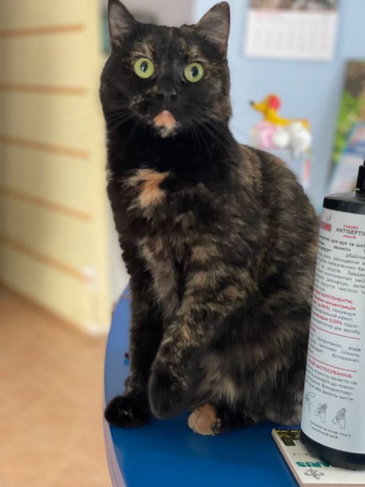 Кошка с непростой судьбой в поисках дома