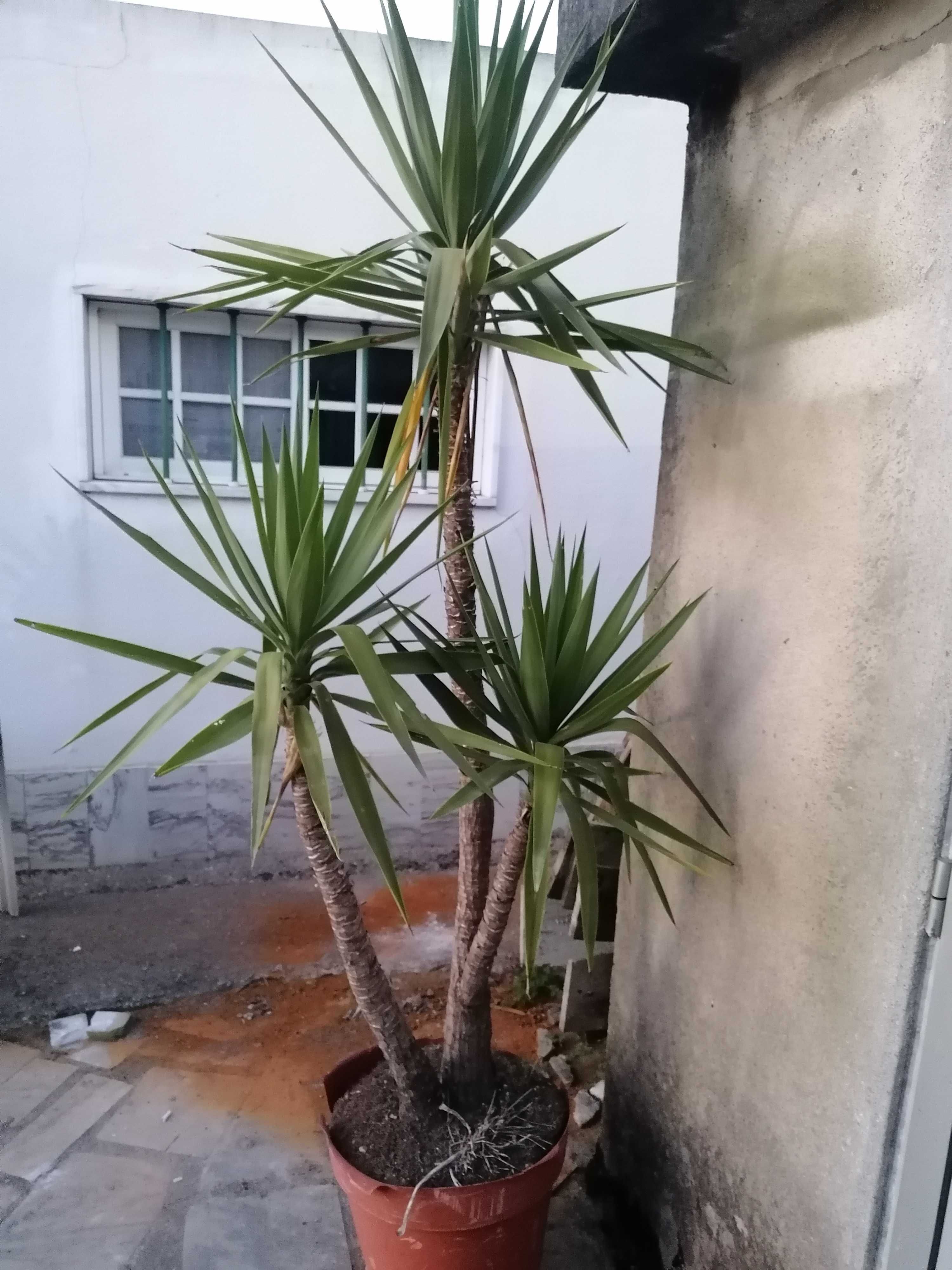Vendo varias Yuccas desde 10€