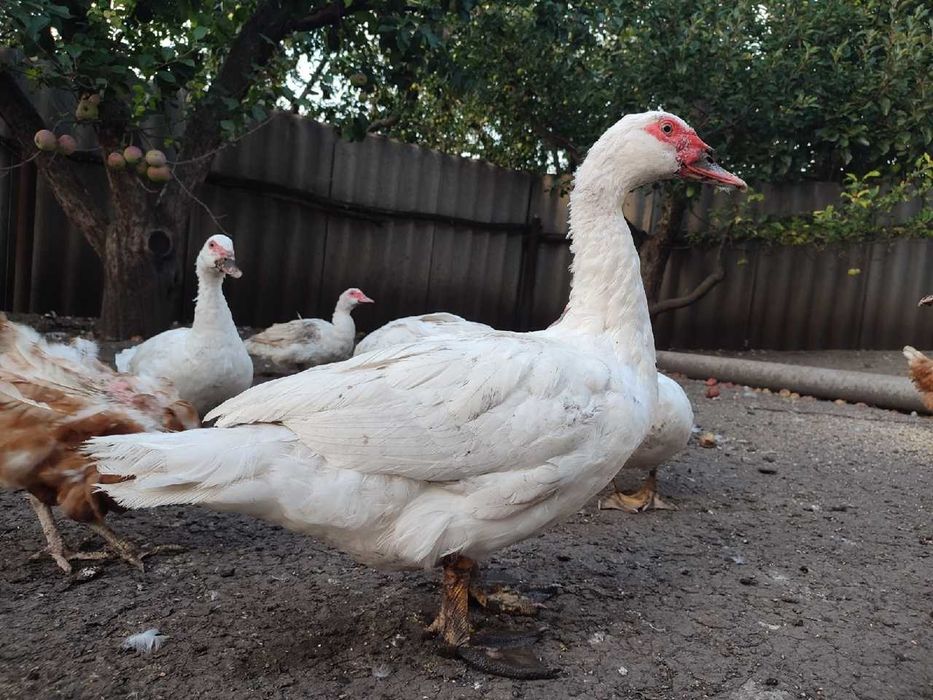 Продам индоутки немецкая белая