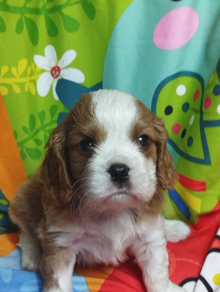 Cavalier King Charles spaniel - piesek z rodowodem