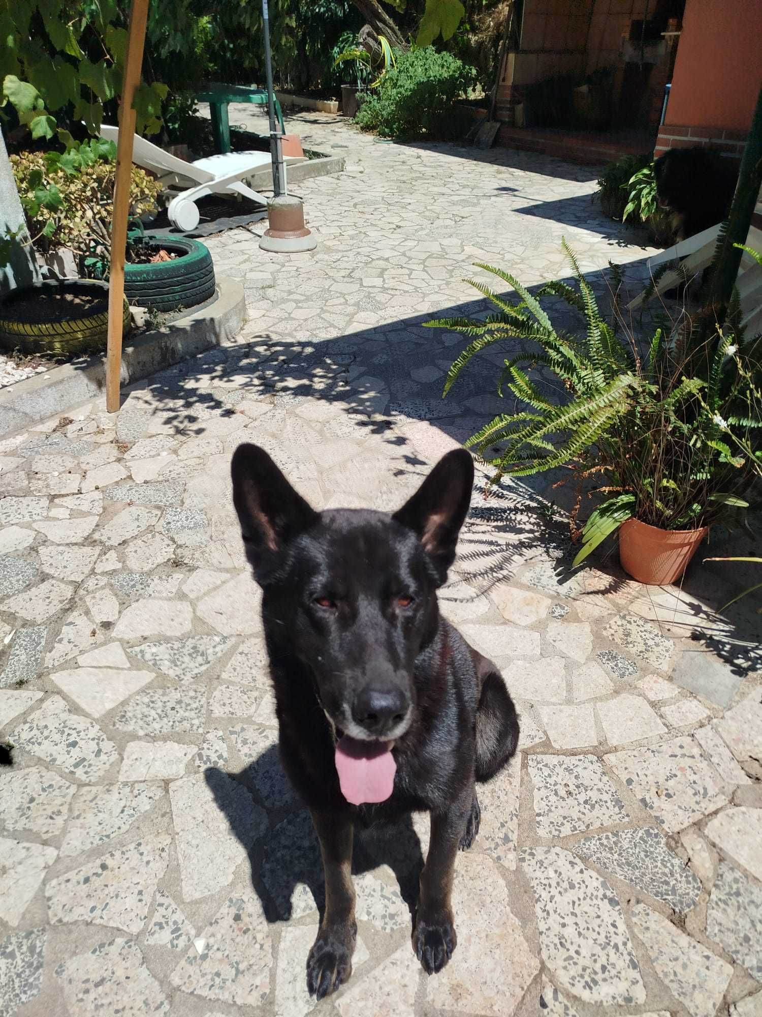 Cães machos para adopção responsável, um é Pastor Alemão