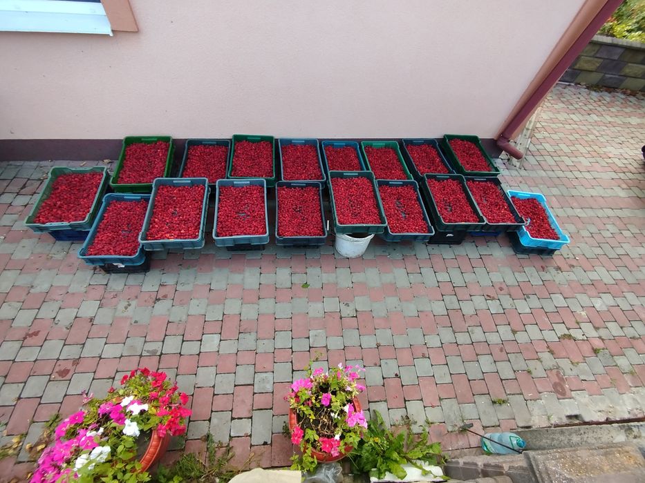 Продам саджанці малини Полана