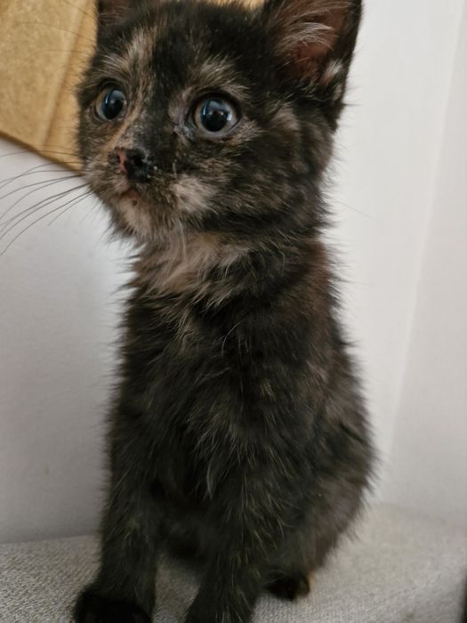 Oddam ( znaleziono kota) kotka