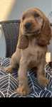 suczka cocker spaniel angielski