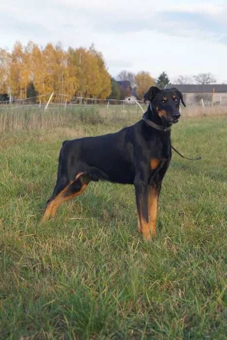 Rambo - doberman po przejściach szuka doświadczonego opiekuna