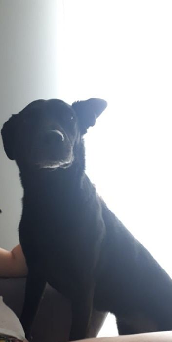 Pilnie nowy dom dla psa.