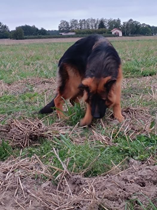 Suczka FCI długowłosa Owczarek Niemiecki