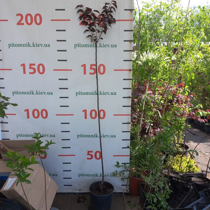 Сакура Роял Бургунді на штамбі 3х річка в контейнері