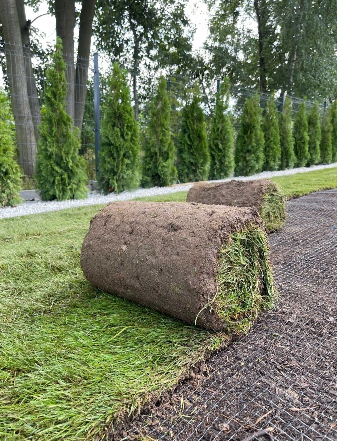 Trawa rozwijana z rolki
