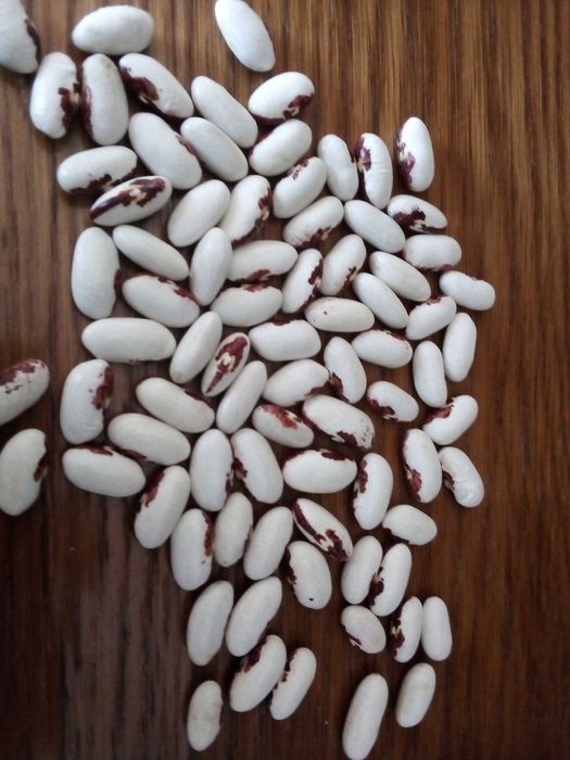 Fasola z orzelkiem, niepodległości