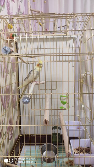 Стенд для папуг, присада, ігрова площадка