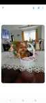 Yorkshire terrier sunia