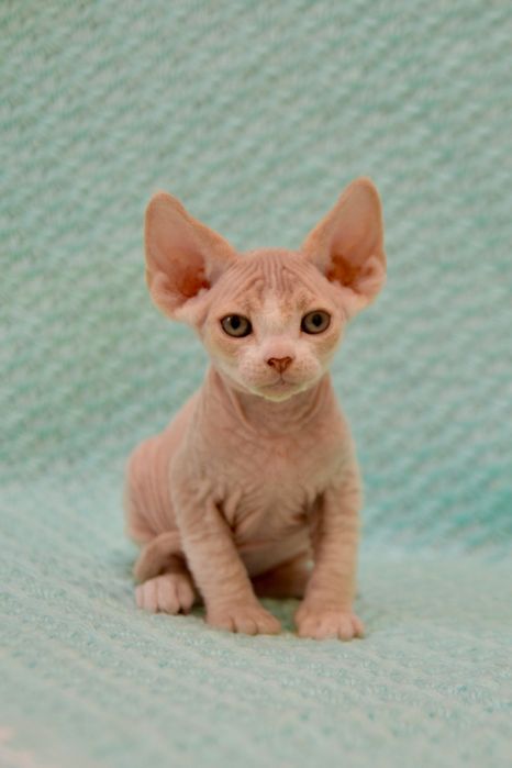 Котеня девон рекс хлопчик