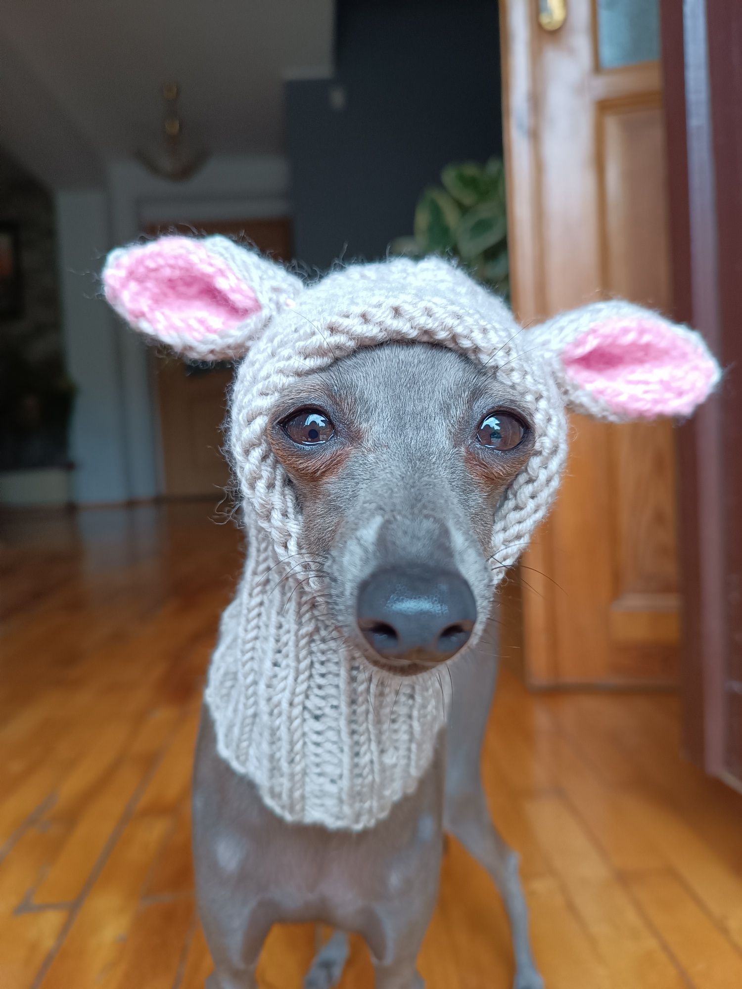 Czapeczka z uszami charcik ratlerek chihuahua