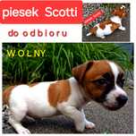 GŁADKOWŁOSY malutki !!!  krótkie nóżki 3 miesiace RODZICE W HODOWLI