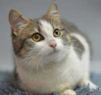 кошечка Масянька 2 года, котенок милота, красивая молоденькая кошка