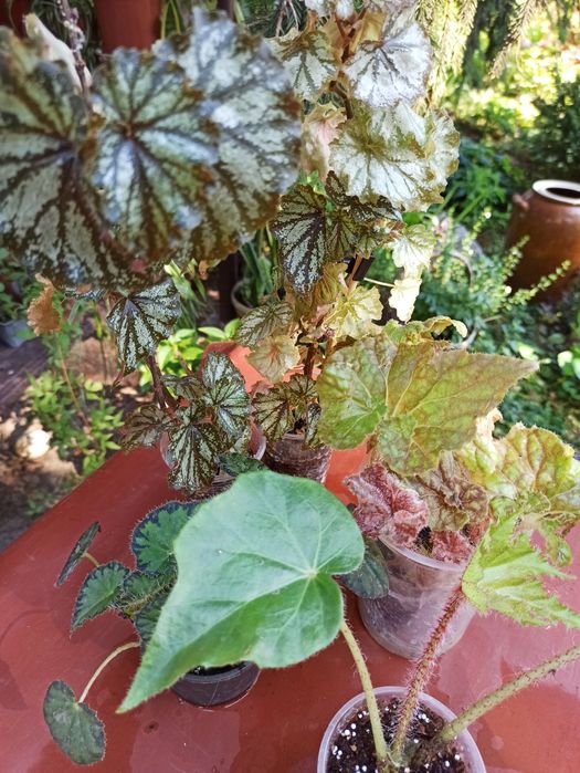 Бегонії декоративнолистяні/ Бегонии декоративнолиственные