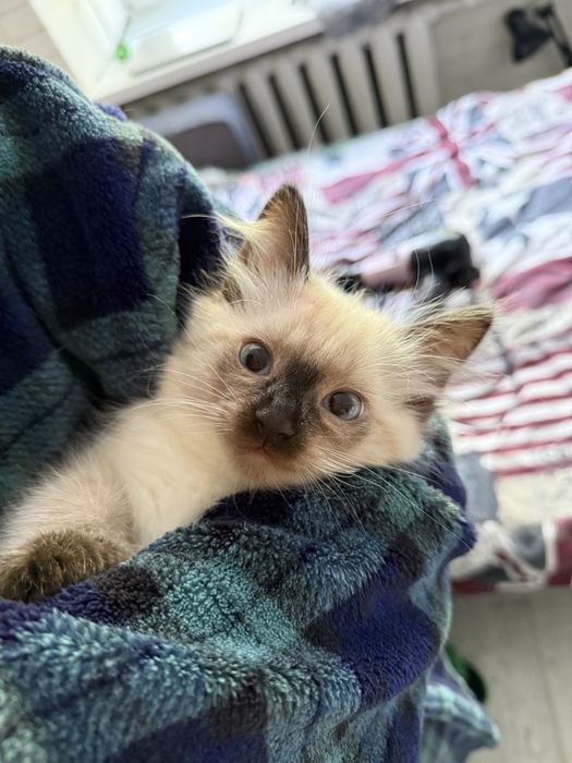 Тайский (сиамский) котёнок. Вакцинирован