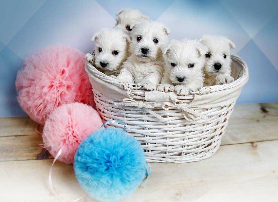 West Highland White Terrier - suczka ZKWP / FCI