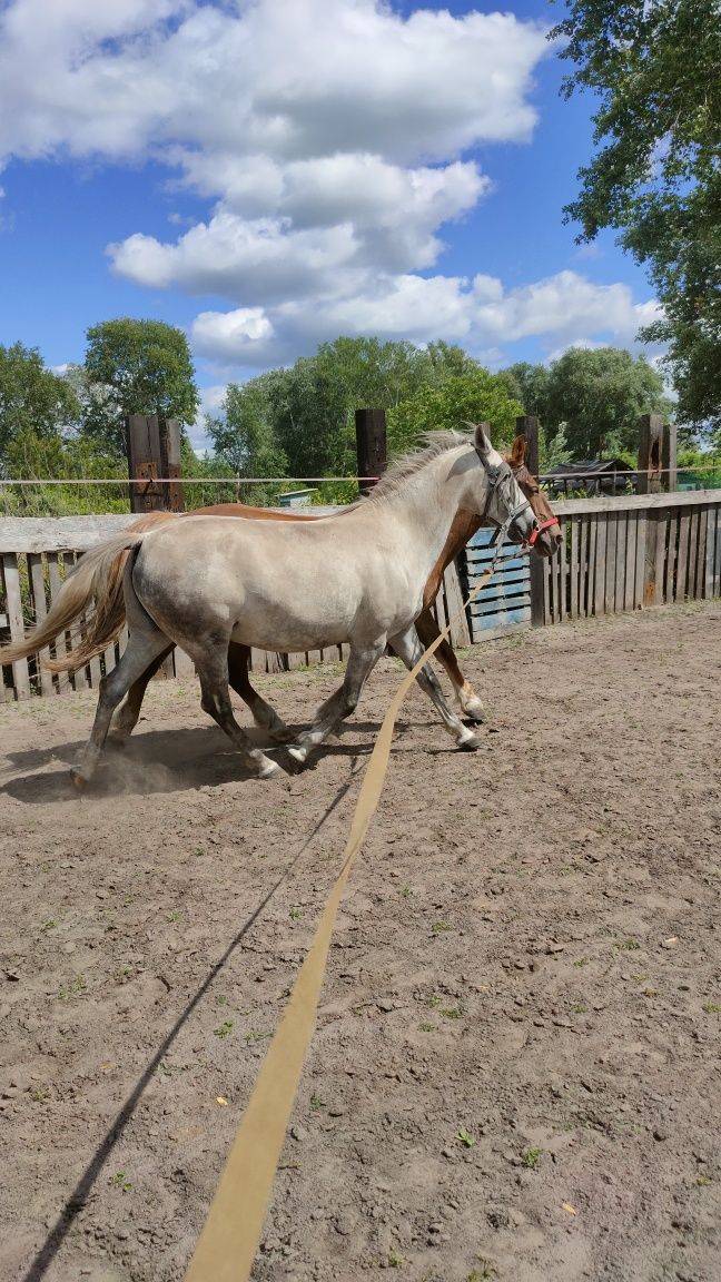 Кобила, кінь, лошадь