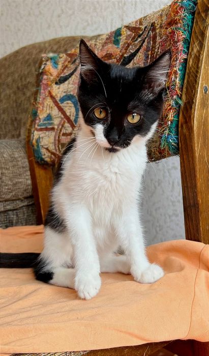 Отдам _ кошки_ котята_ тима