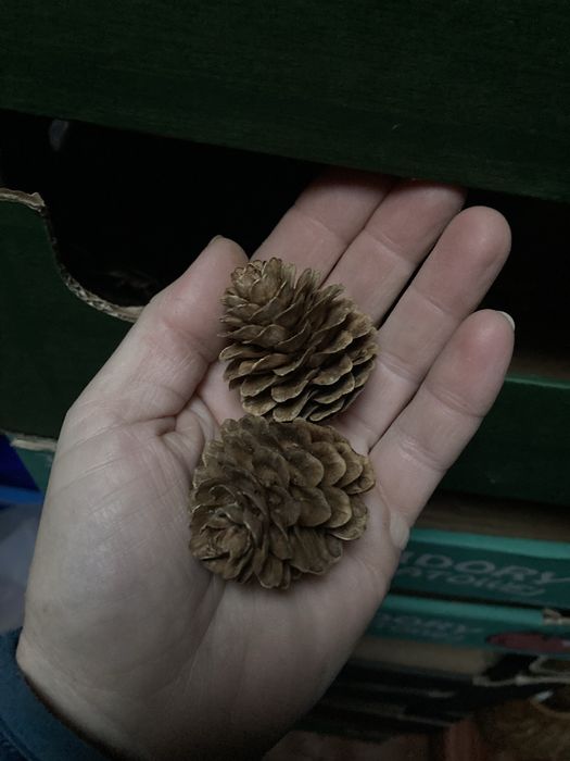 100 sztuk szyszek modrzewiowych