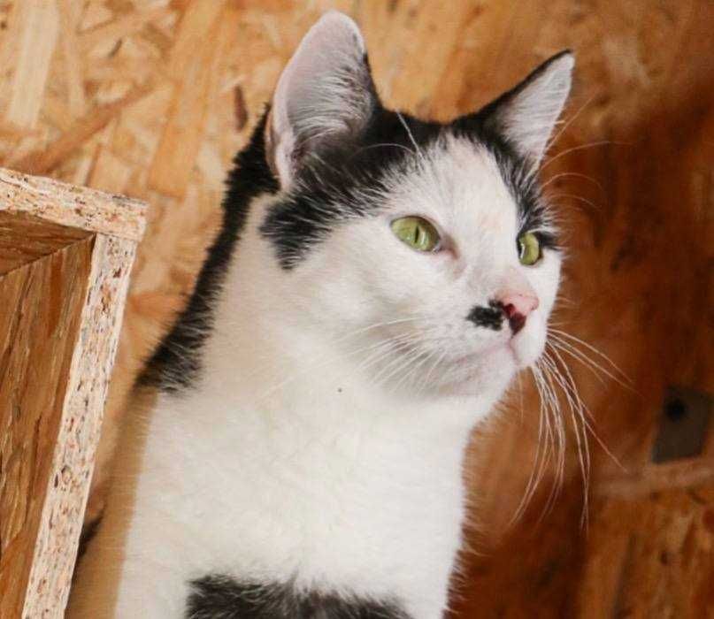 Лапочка котик Чак, ласковый кот, 1,5 года, котенок
