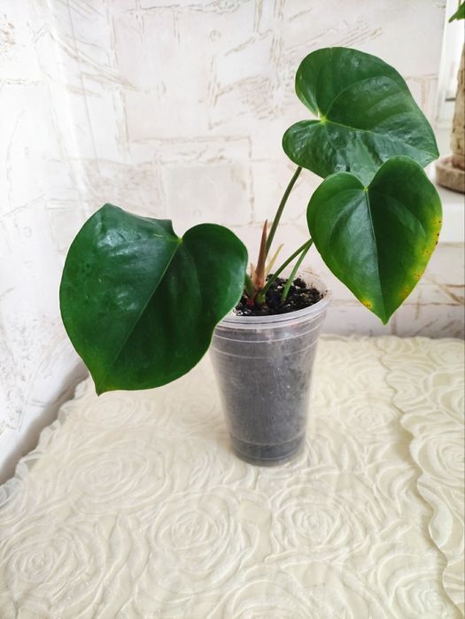 Антуриум и драцена.