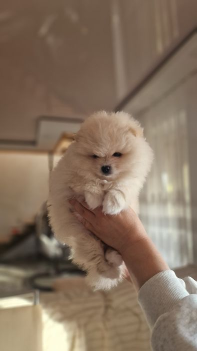 Померанський шпіц хлопчик