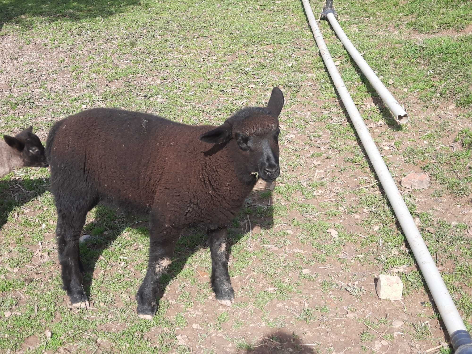 Borrego P3 cruzado suffolk