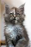 Yennefer - szylkretowa kotka Maine Coon - FPL