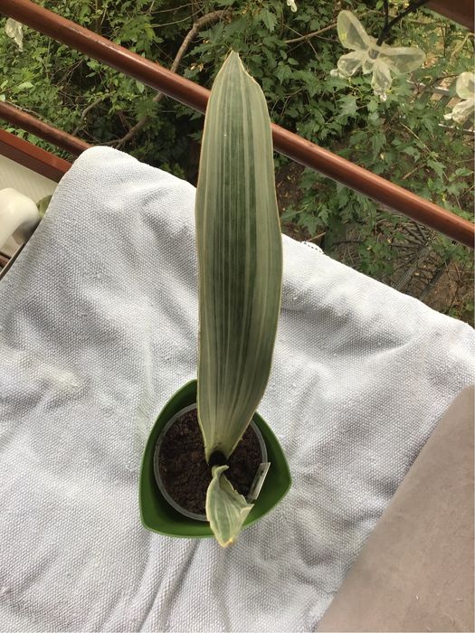 Sansewieria roslina doniczkowa