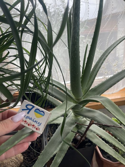 Алоє Вера в горшках для дому