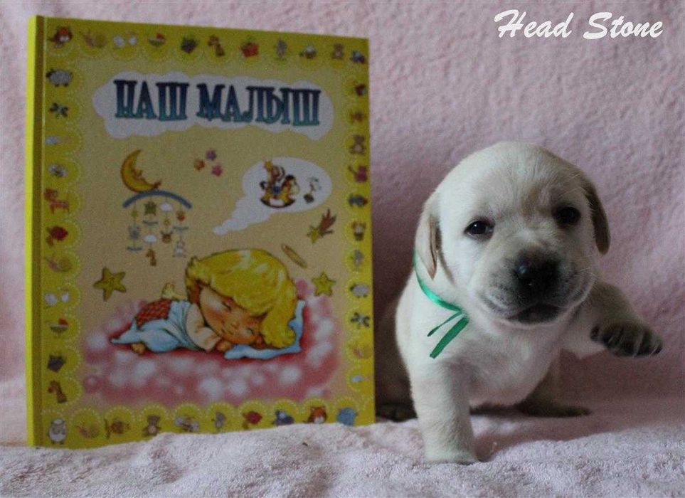 Лабрадор ретривер Щенки КСУ