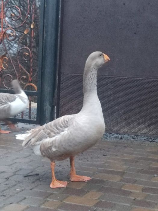 Комогор горбуносі