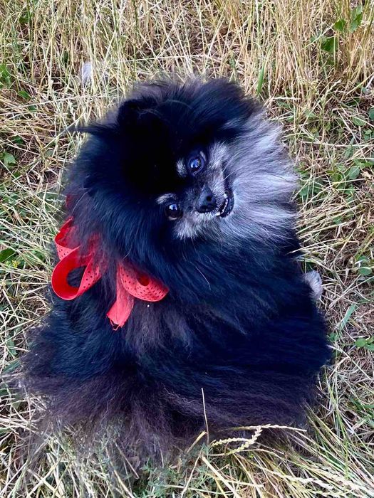 Вязка померанский шпиц