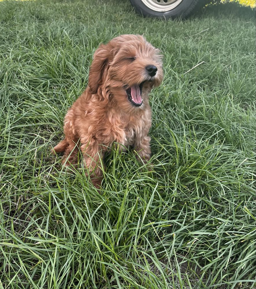 Maltipoo F1 uroczy samczyk