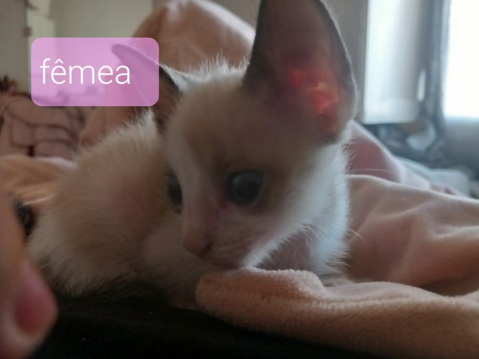 DOA-SE filhotes de gatos.